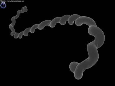 leptospira interrogans bacteria